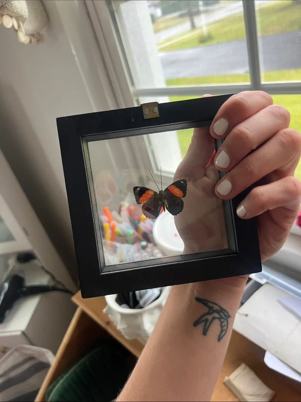 Real Framed 88 Butterfly Taxidermy Floating Glass Shadowbox Art